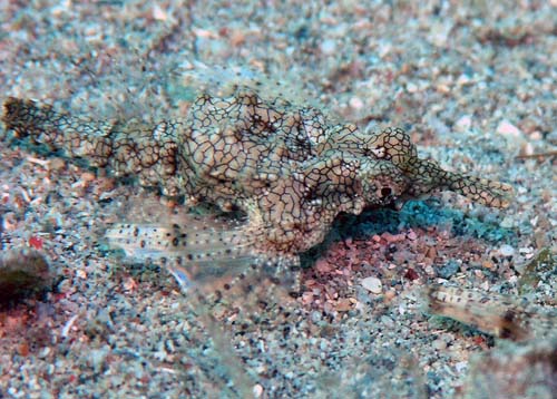 Little Dragonfish | Eurypegasus draconis photo