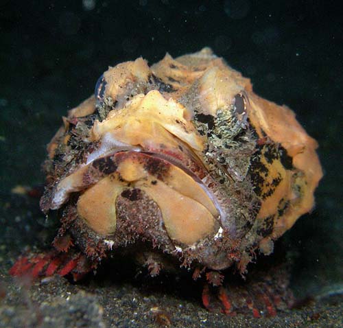 False Stonefish | Scorpaenopsis diabolus photo