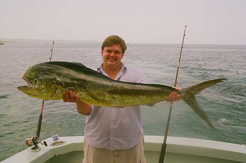 Common Dolphinfish | Coryphaena hippurus photo