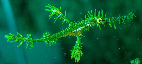 Ornate Ghostpipefish | Solenostomus paradoxus photo