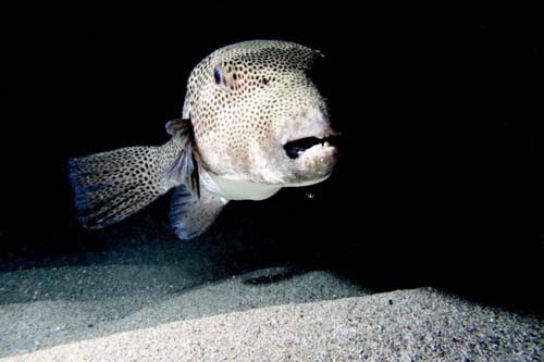 Starry Pufferfish | Arothron stellatus photo