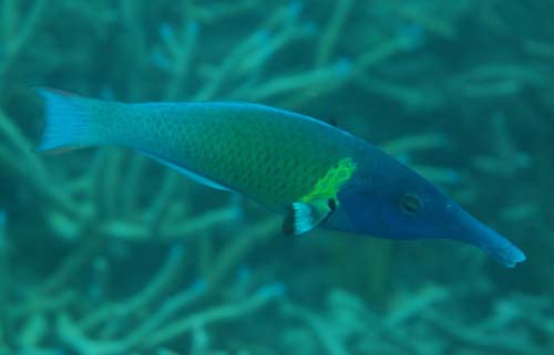 Bird Wrasse | Gomphosus varius photo