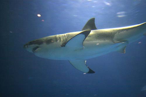 Great White Shark | Carcharodon carcharias photo