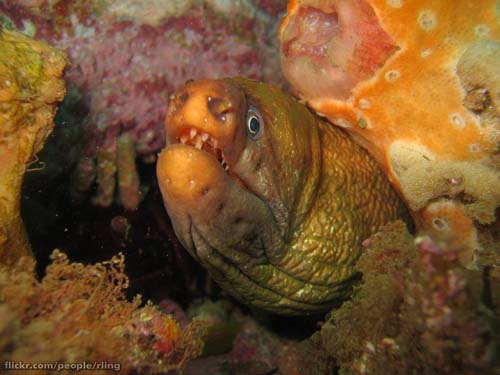 Green Moray | Gymnothorax prasinus photo