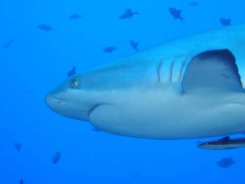 Grey Whaler Shark | Carcharhinus amblyrhynchos photo