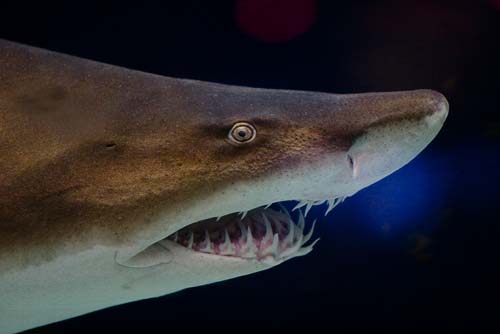 Grey Nurse Shark | Carcharias taurus photo