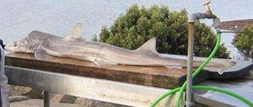 Gummy Shark | Mustelus antarcticus photo