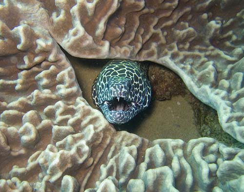 Tessellate Moray | Gymnothorax favagineus photo