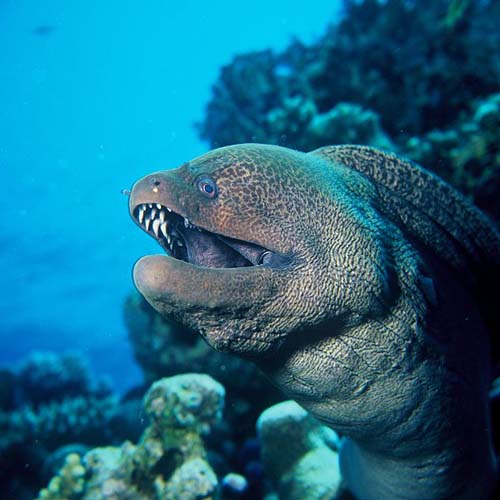 Giant Moray | Gymnothorax javanicus photo