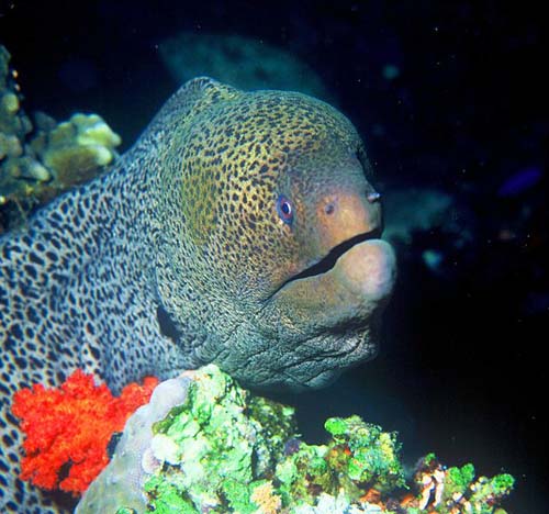 Giant Moray | Gymnothorax javanicus photo