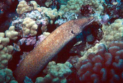 Whitemouth Moray | Gymnothorax meleagris photo