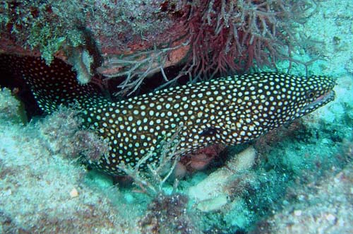 Whitemouth Moray | Gymnothorax meleagris photo