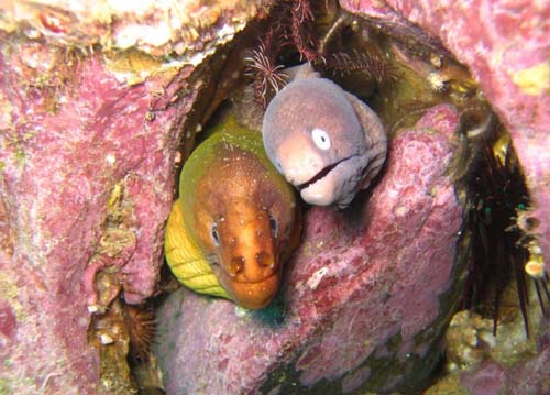 Green Moray | Gymnothorax prasinus photo