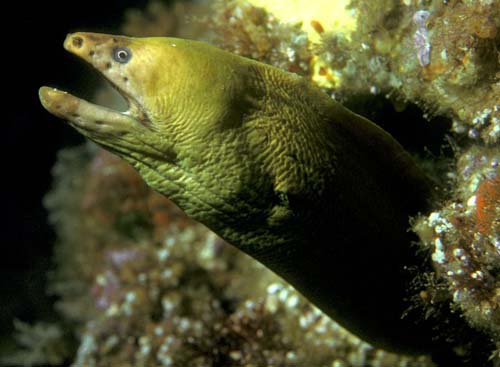 Green Moray | Gymnothorax prasinus photo