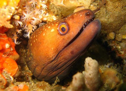 Saw-tooth Moray | Gymnothorax prionodon photo