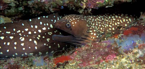 Saw-tooth Moray | Gymnothorax prionodon photo