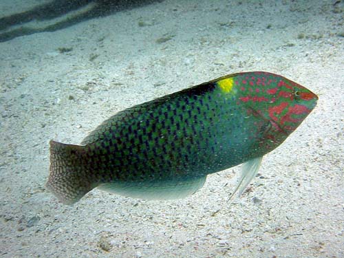 Checkerboard Wrasse | Halichoeres hortulanus photo