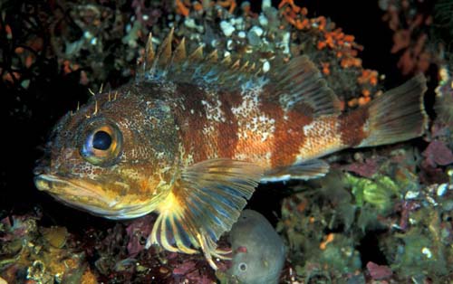 Reef Ocean Perch | Helicolenus percoides photo