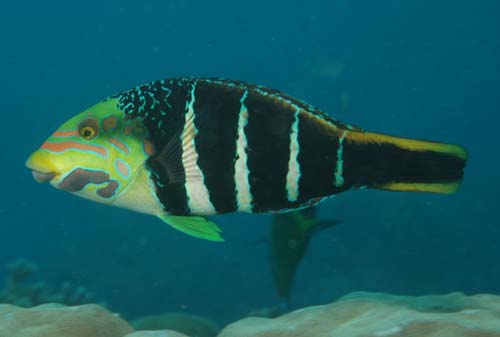 Five Banded Wrasse | Hemigymnus fasciatus photo