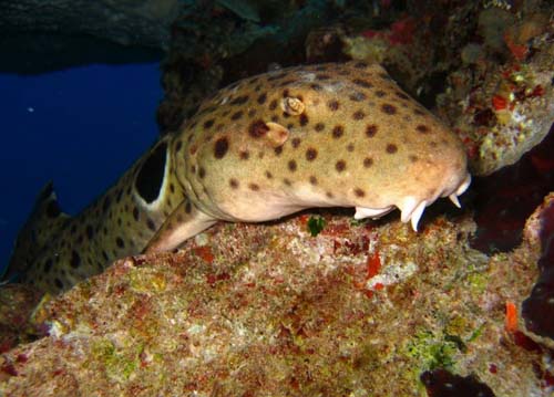 Epaulette Shark | Hemiscyllium ocellatum photo