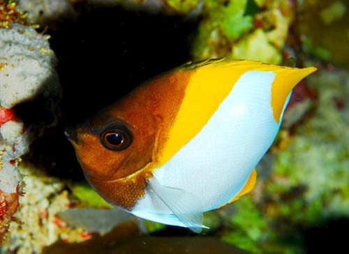 Pyramid Butterflyfish | Hemitaurichthys polylepis photo