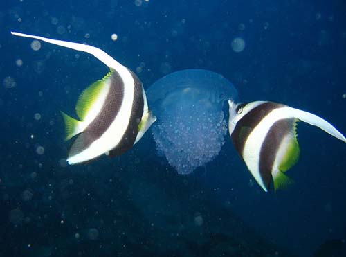 Longfin Bannerfish | Heniochus acuminatus photo