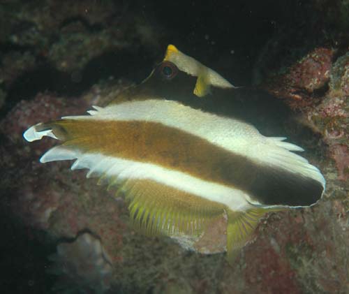 Pennant Bannerfish | Heniochus chrysostomus photo