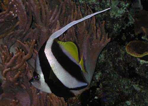 Schooling Bannerfish | Heniochus diphreutes photo