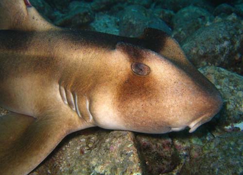 Crested Horn shark | Heterodontus galeatus photo