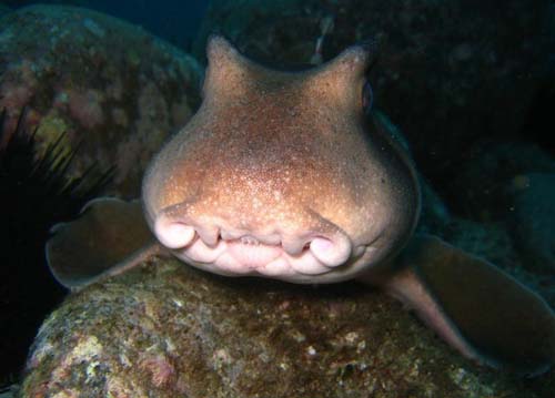 Crested Horn shark | Heterodontus galeatus photo