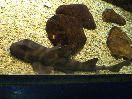 Japanese Bullhead Shark | Heterodontus japonicus photo