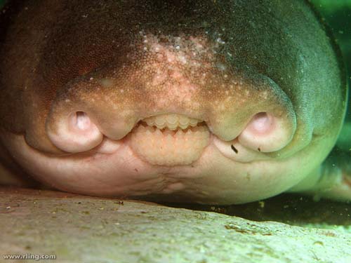 Port Jackson Shark | Heterodontus portusjacksoni photo