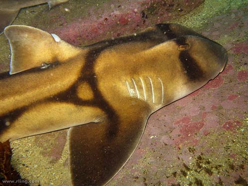 Port Jackson Shark | Heterodontus portusjacksoni photo