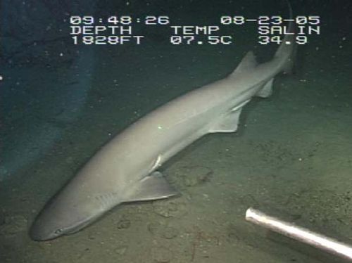 Bluntnose Sixgill Shark | Hexanchus griseus photo
