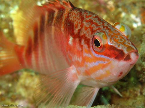 Half-banded Seaperch | Hypoplectrodes maccullochi photo