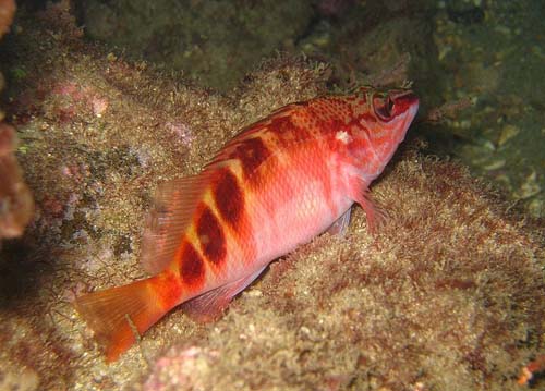 Half-banded Seaperch | Hypoplectrodes maccullochi photo