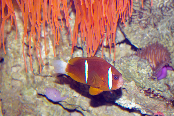 Clark's Anemonefish | Amphiprion clarkii photo