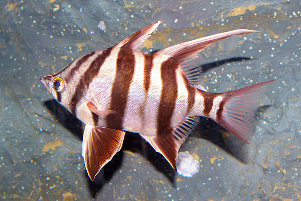 Old Wife | Enoplosus armatus photo