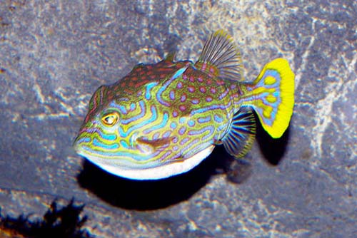 Shaw's Cowfish | Arcana aurita photo