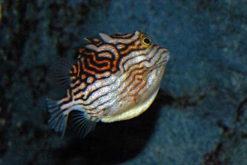 Shaw's Cowfish | Arcana aurita photo