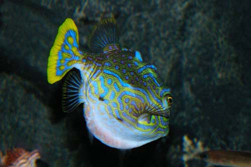 Shaw's Cowfish | Arcana aurita photo