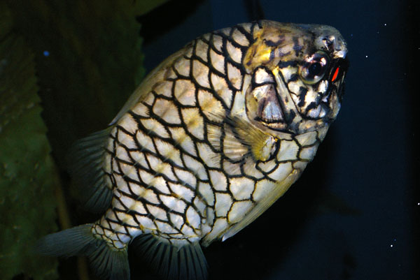 Pineapplefish | Cleidopus gloriamaris photo