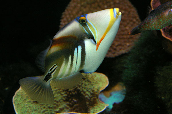 Hawaiian Triggerfish | Rhinecanthus aculeatus photo