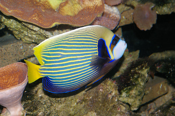 Emperor Angelfish | Pomacanthus imperator photo