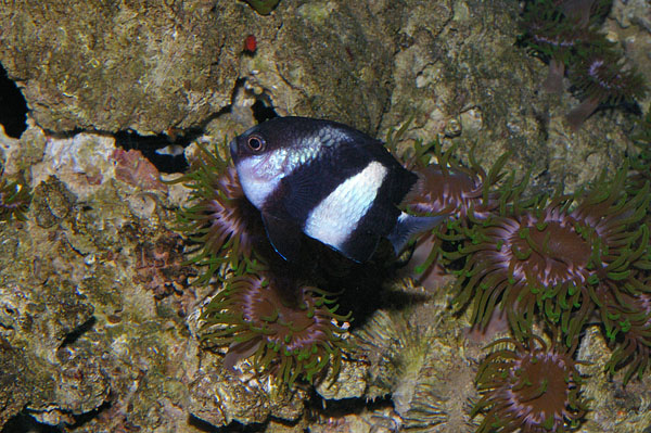 Humbug | Dascyllus aruanus photo