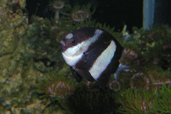 Humbug | Dascyllus aruanus photo