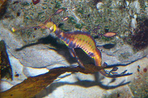 Weedy Seadragon | Phyllopteryx taeniolatus photo