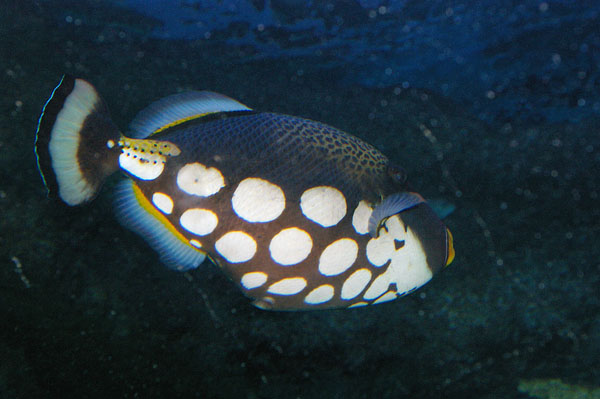 Clown Triggerfish | Balistoides conspicillum photo