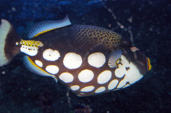 Clown Triggerfish | Balistoides conspicillum photo