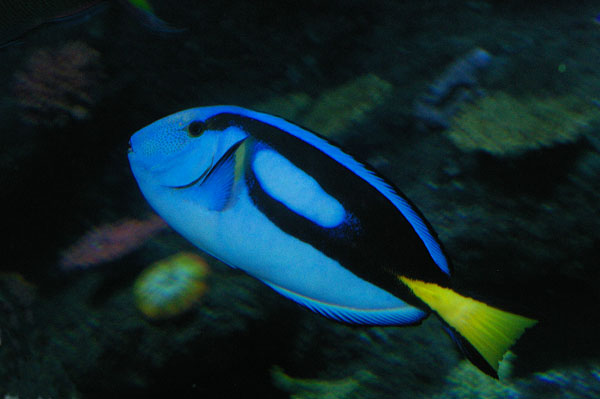 Blue Tang | Paracanthurus hepatus photo